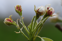 Dégât du gel du 10/03/2021 sur fleur de poirier Harrow Sweet (les fleurs de gauche sont épargnées)